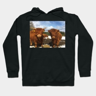 Scottish Highland Cattle Calves 1985 Hoodie